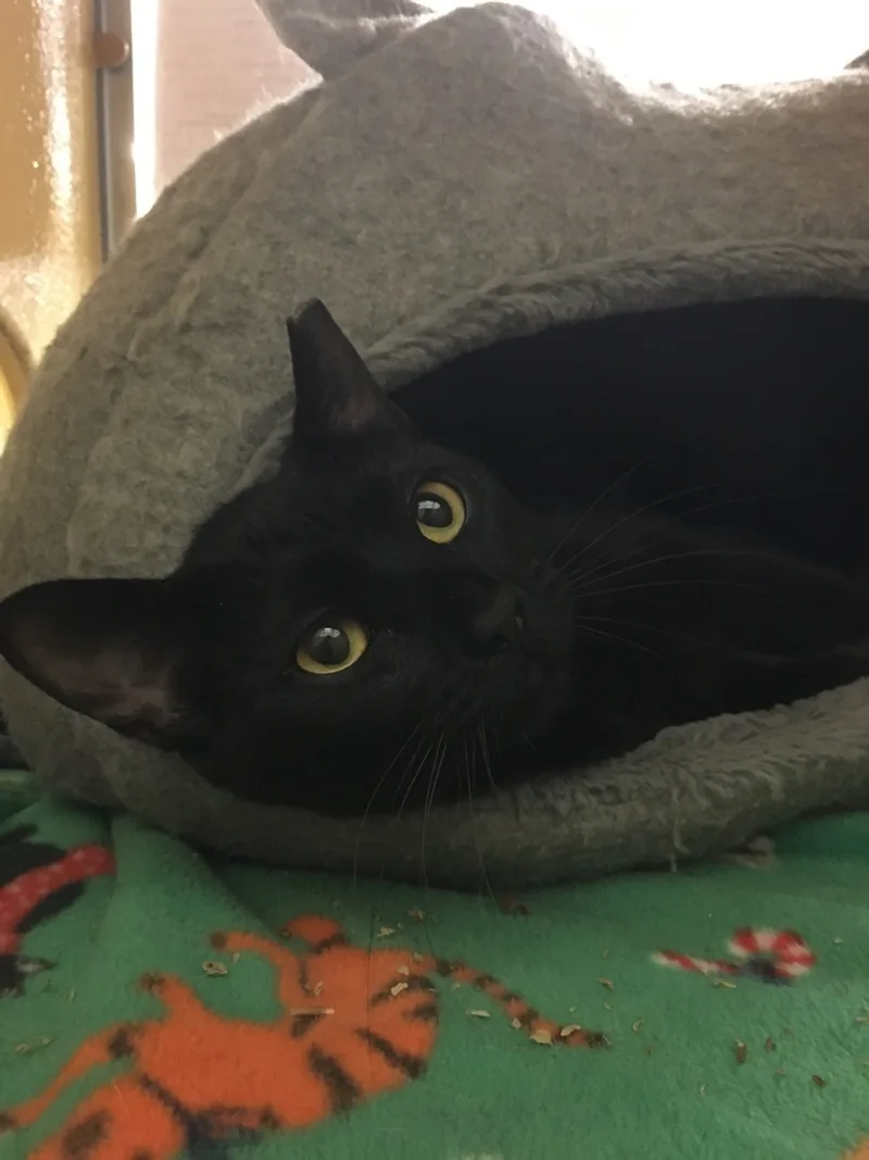 Daisy Ann thumbnail 2