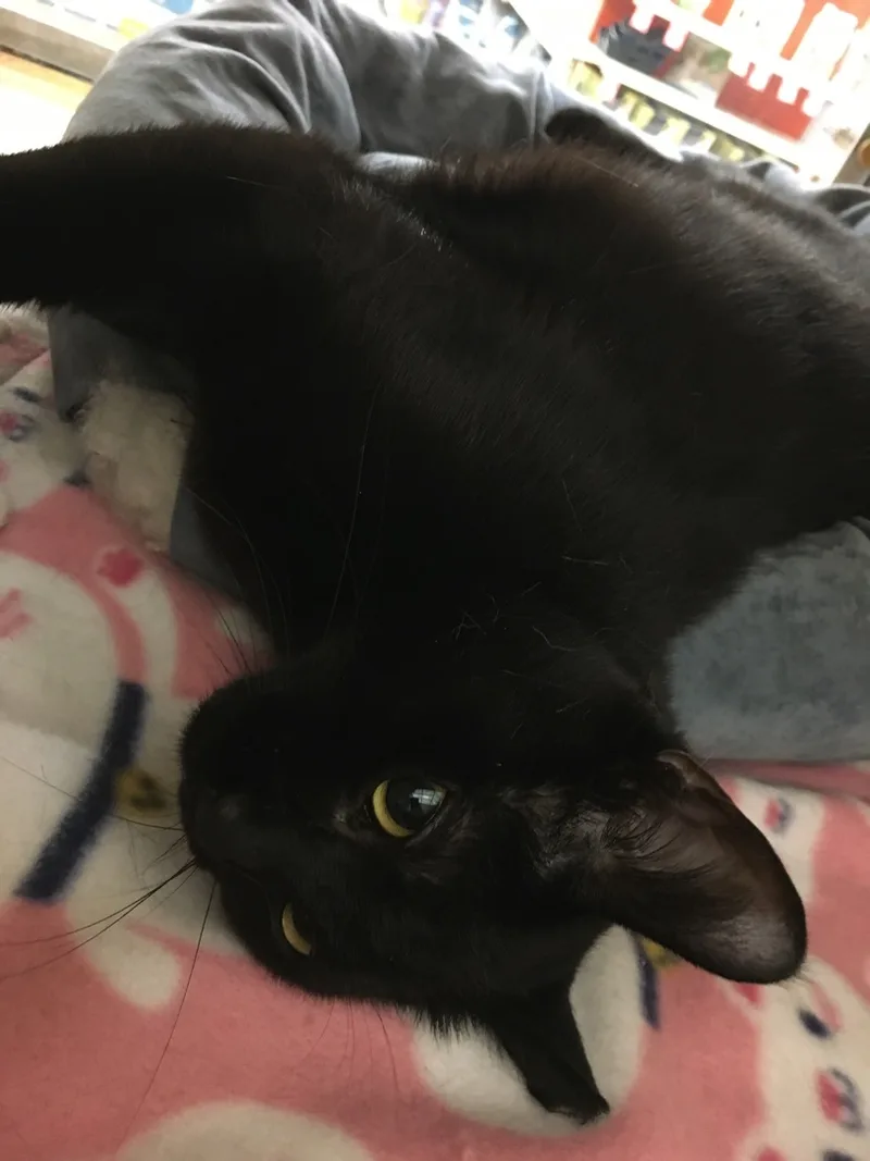 Daisy Ann thumbnail 3