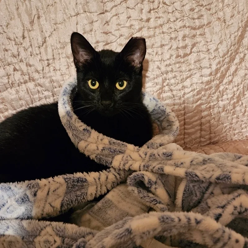 Daisy Ann thumbnail 6