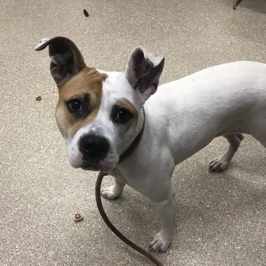 An adult medium-sized female White / Cream Terrier dog named Ashley for adoption in Prince Frederick, MD