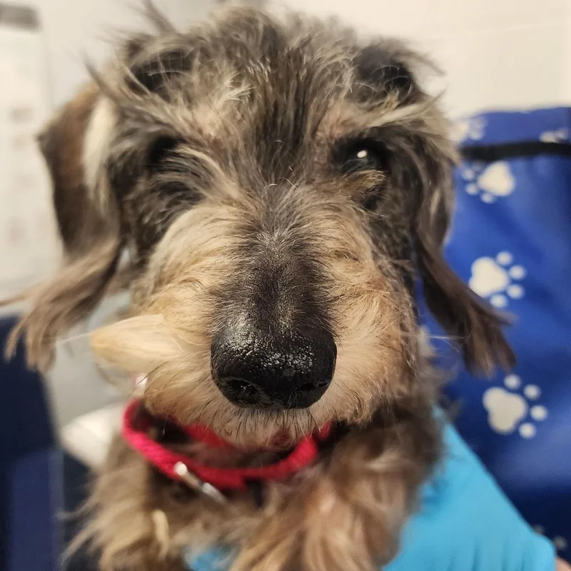 Scrappy Doo thumbnail 2