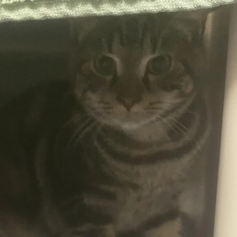 A young medium-sized male Brown / Chocolate Domestic Short Hair cat named Mufasa for adoption in Philadelphia, PA