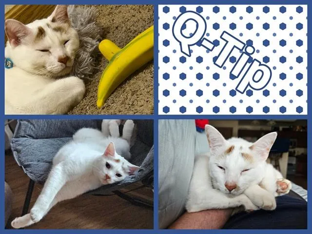 An adult medium-sized male Domestic Short Hair cat named Qtip for adoption in Ames, IA