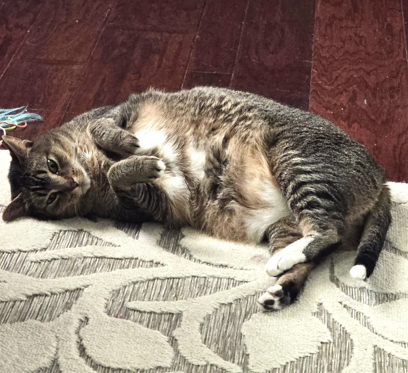 Pepper Bd thumbnail 2