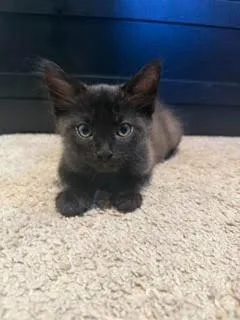 Cosmo