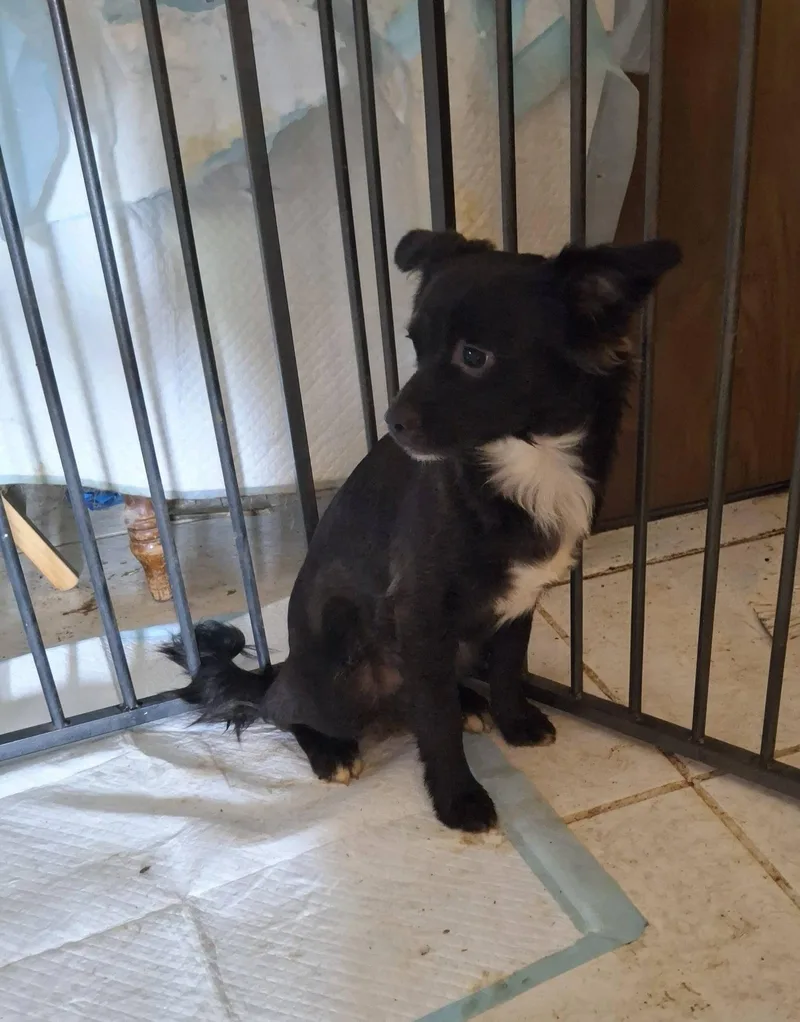 A baby small-sized male Shetland Sheepdog / Sheltie dog named Maverick for adoption in Cottonwood, CA