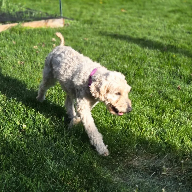 A senior medium-sized female Yellow / Tan / Blond / Fawn Golden Retriever dog named Annie for adoption in Rochester, MN