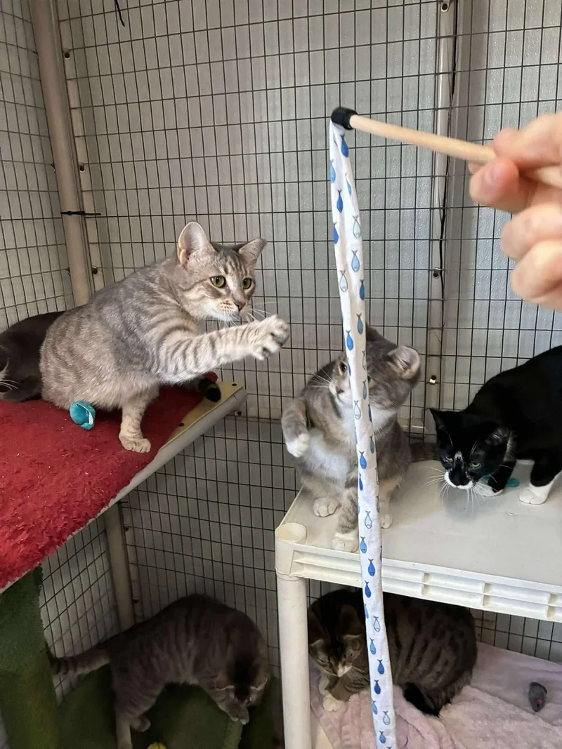 Purrjury thumbnail 3