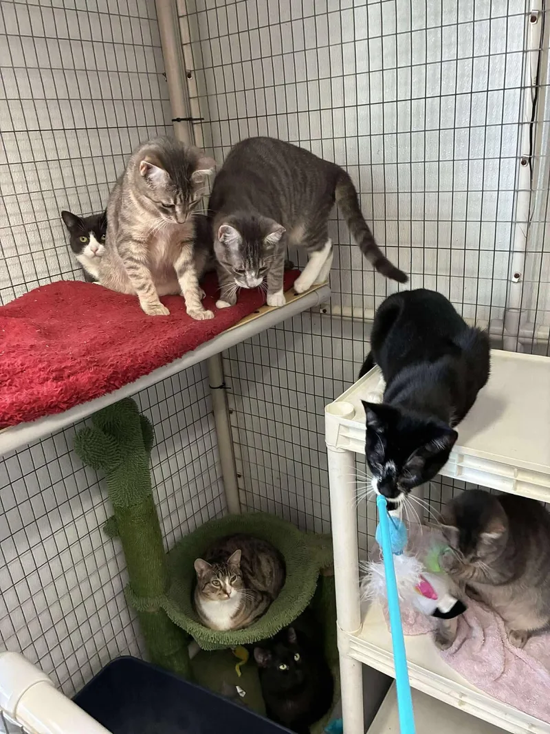 Purrjury thumbnail 4