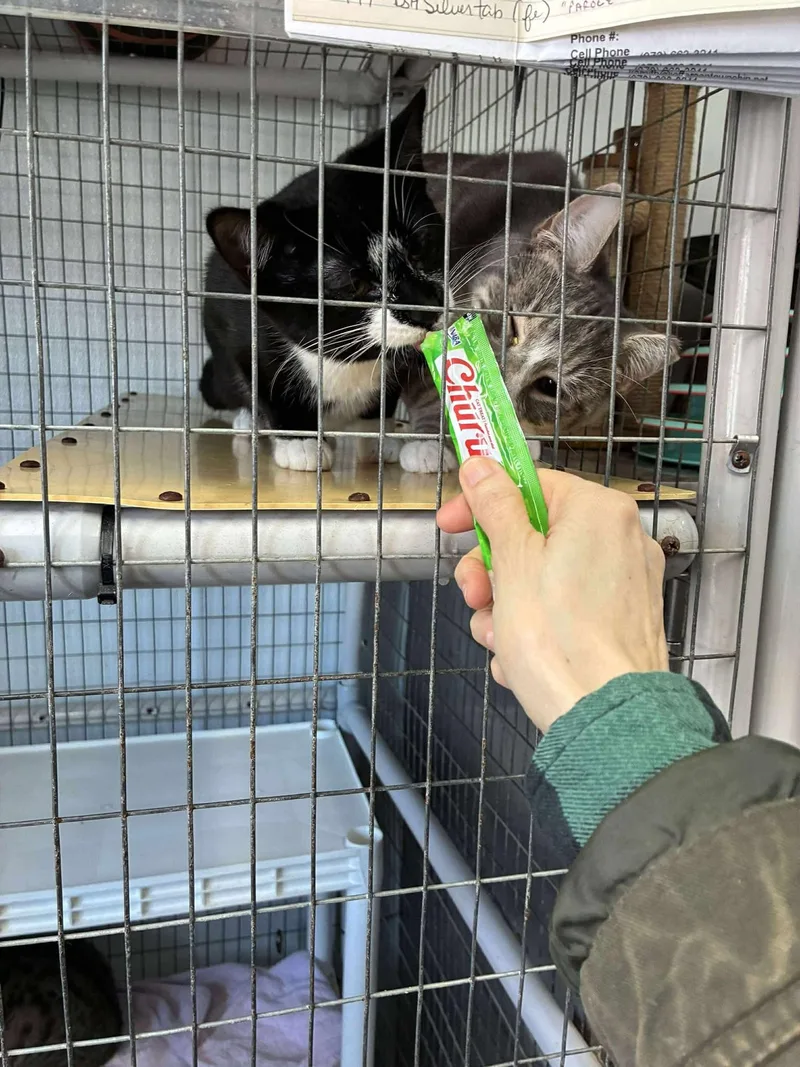 Purrjury thumbnail 5