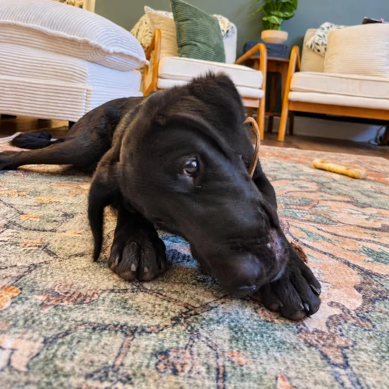 A baby medium-sized male Black German Shepherd Dog dog named Milo for adoption in Cartersville, GA