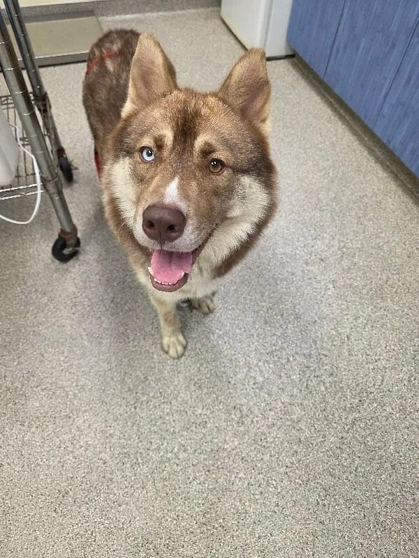A young medium-sized male Brown / Chocolate Husky dog named Blaze for adoption in Disputanta, VA
