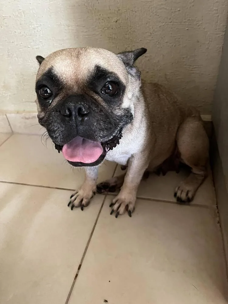 An adult medium-sized female French Bulldog dog named Adora for adoption in Escondido, CA