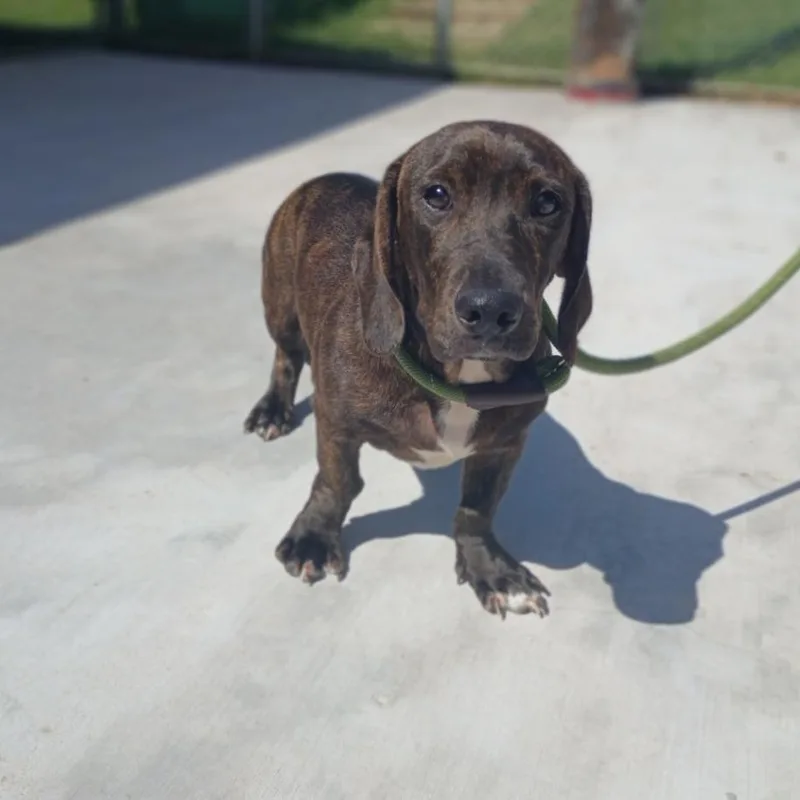 An adult medium-sized male Brindle Dachshund dog named Mario for adoption in Denison, TX