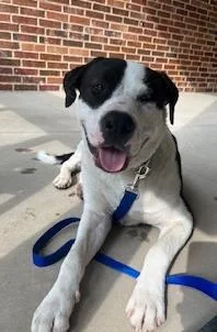 A young large-sized male Mixed Breed dog named Kaze for adoption in Dallas, TX