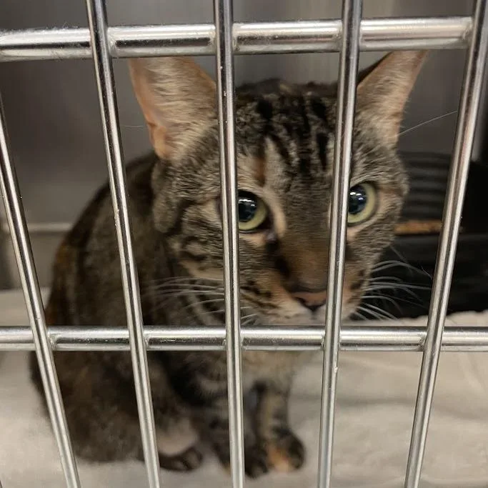 An adult large-sized female Brown / Chocolate Domestic Short Hair cat named C for adoption in Port Charlotte, FL