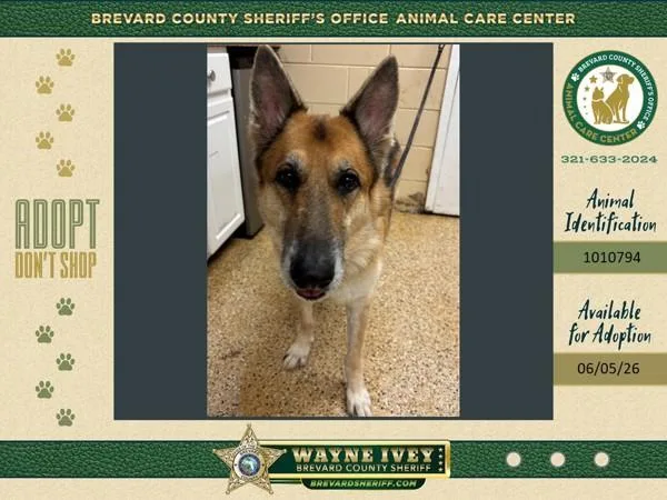 An adult large-sized male Mixed Breed dog named Chester for adoption in Melbourne, FL