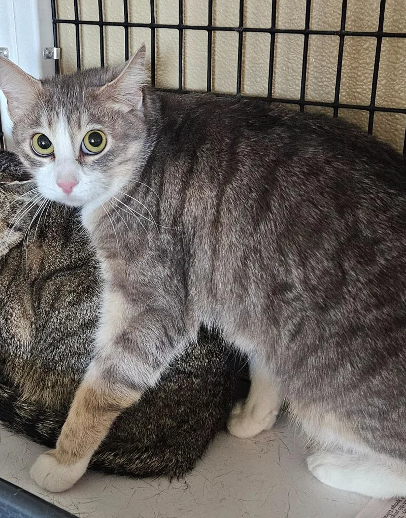 A young medium-sized female Domestic Short Hair cat named Kya for adoption in Green River, WY