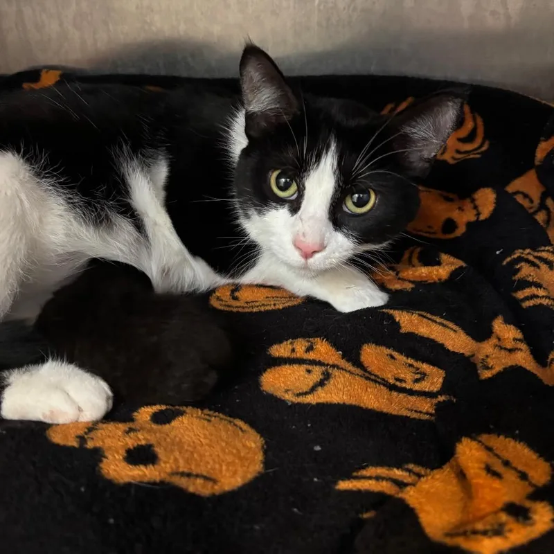 An adult medium-sized female Black Domestic Short Hair cat named Palace for adoption in Waukesha, WI