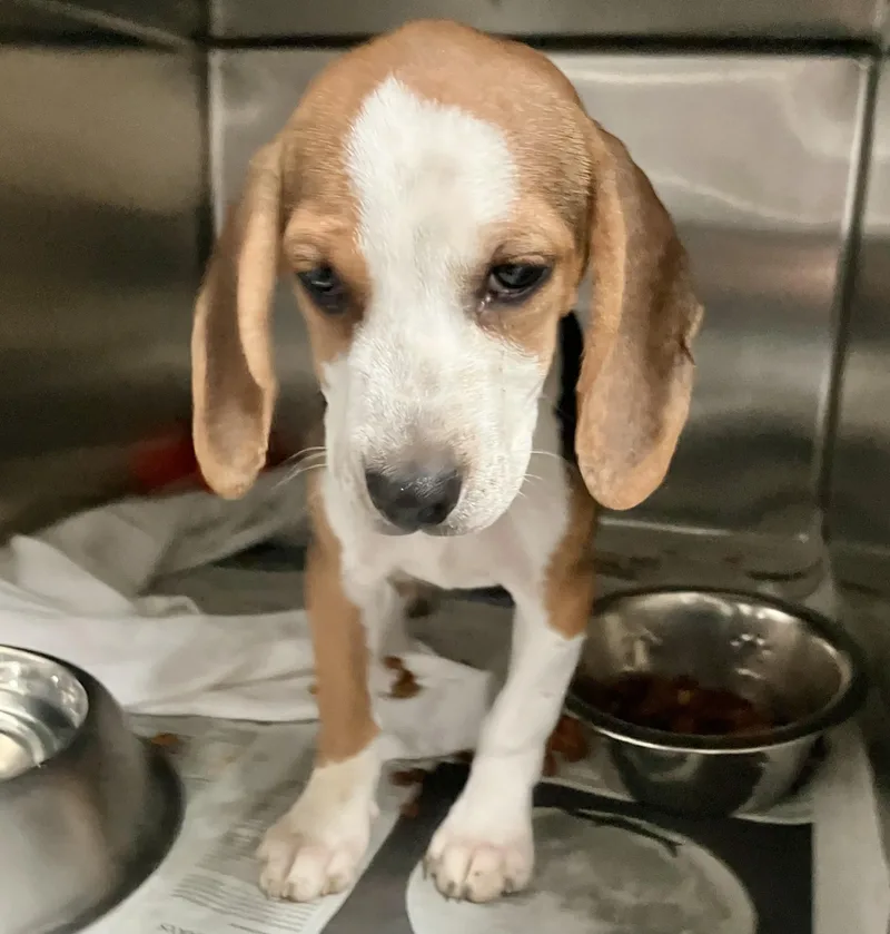 A baby medium-sized female White / Cream Beagle dog named Greta for adoption in Parma, OH