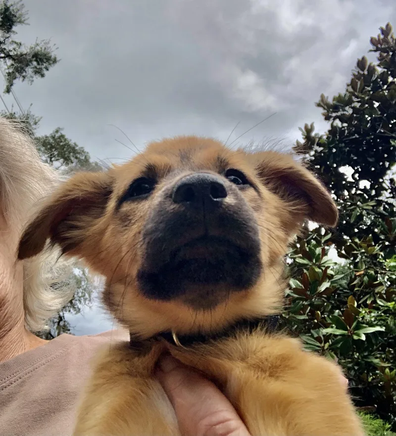 A baby medium-sized female Shepherd dog named Oakley for adoption in Orlando, FL