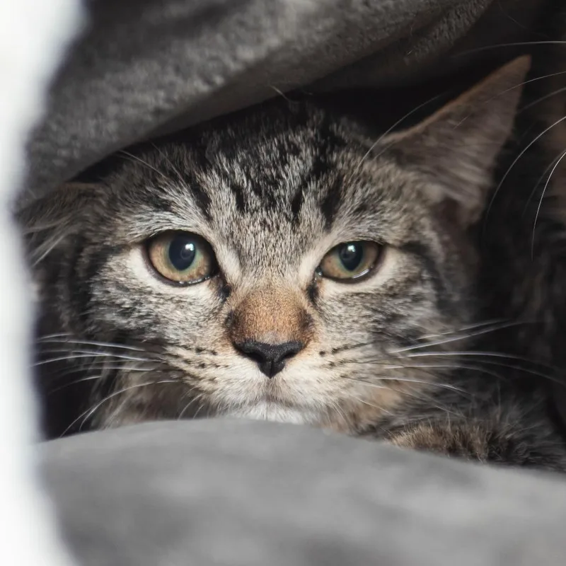 A baby small-sized female Domestic Medium Hair cat named Stillwater for adoption in Middletown, RI