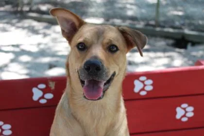 A senior large-sized female Mixed Breed dog named Cc for adoption in Covington, LA