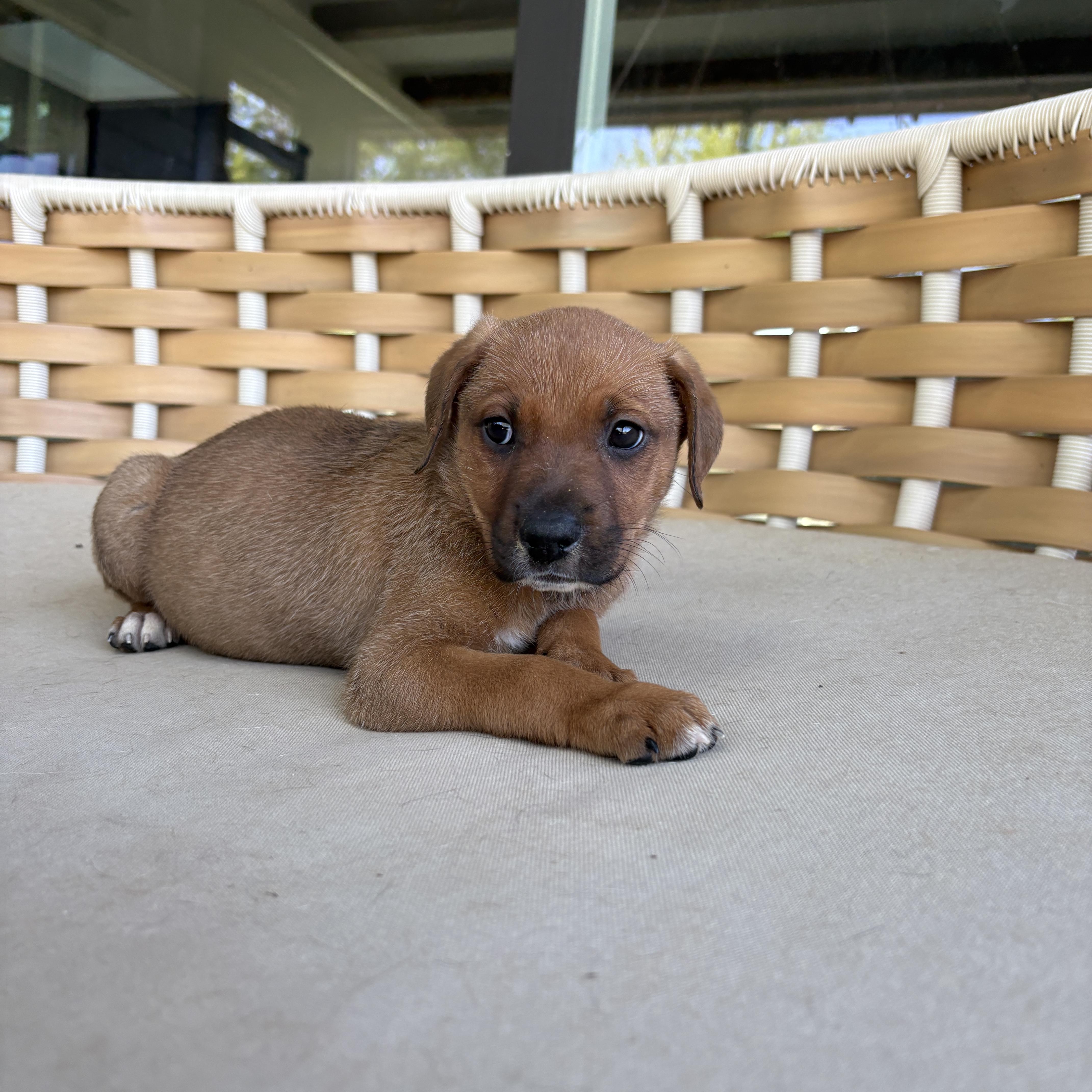 A baby medium-sized male Mixed Breed dog named Fernando for adoption in Charlotte, NC