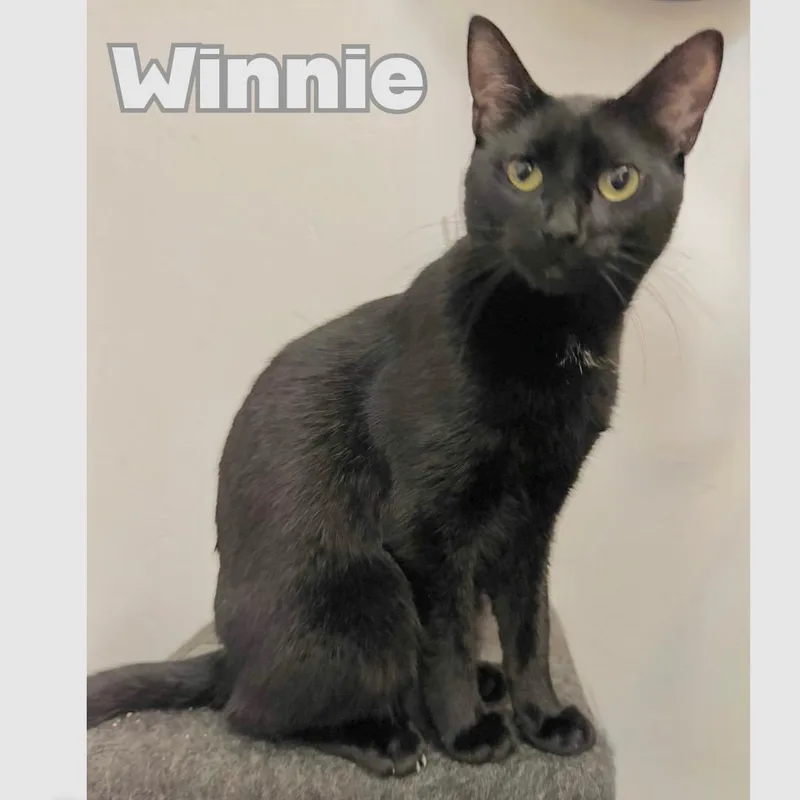 Winnie thumbnail 3