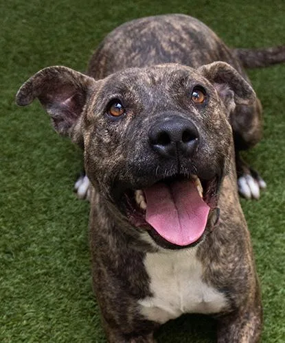 An adult large-sized female Brindle Terrier dog named Puffle for adoption in Encinitas, CA