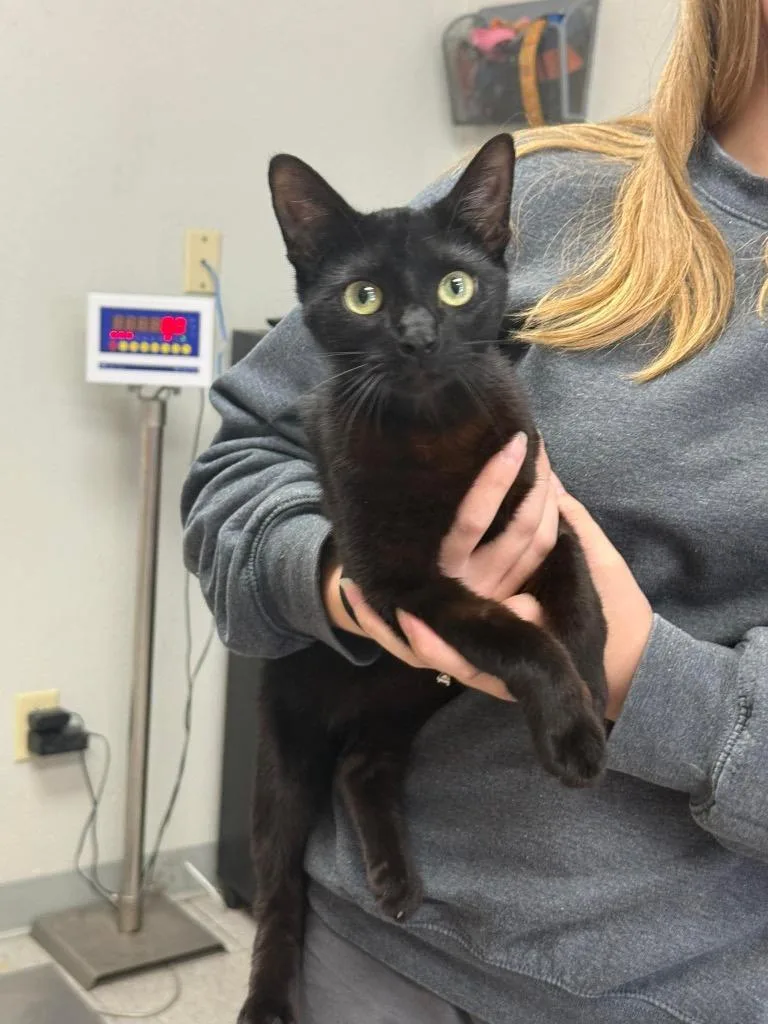 A baby medium-sized female Domestic Short Hair cat named Arness for adoption in Sorrento, LA