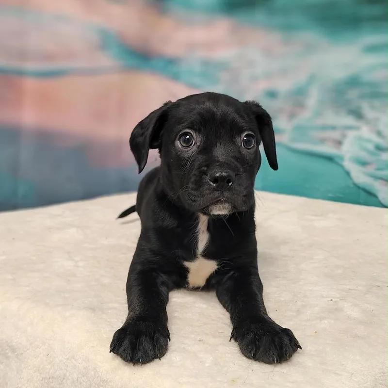 A baby medium-sized female Black Collie dog named Ali for adoption in Griswold, CT