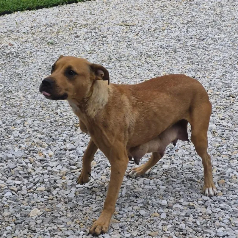 An adult medium-sized female Yellow / Tan / Blond / Fawn Pit Bull Terrier dog named Paulette for adoption in Jasper, IN