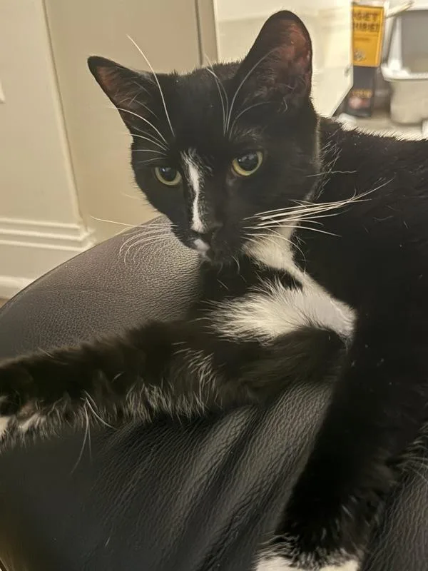 A young medium-sized male Domestic Short Hair cat named Chendu for adoption in New York, NY