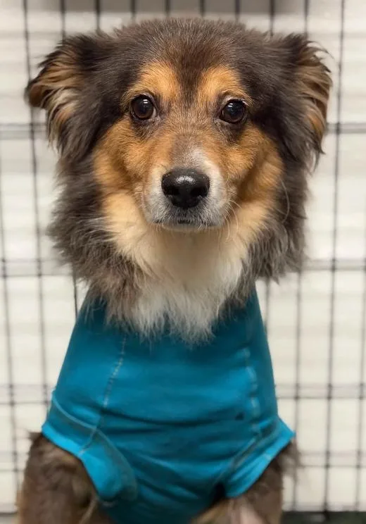 An adult small-sized male Australian Shepherd dog named Newt for adoption in Suffield, CT