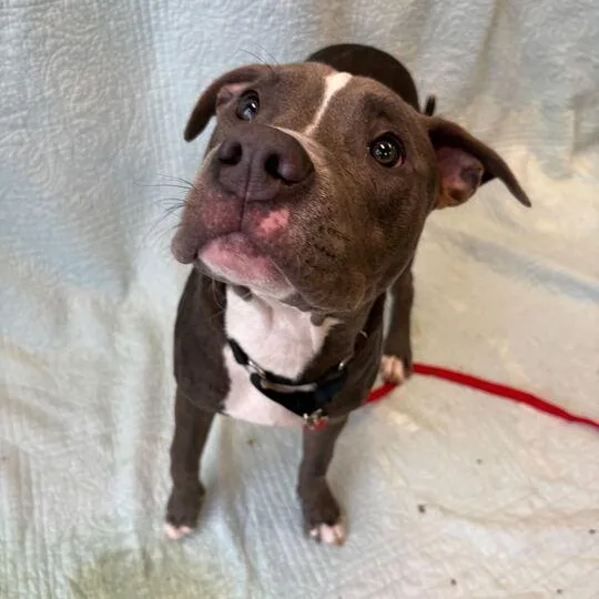 A young medium-sized male Pit Bull Terrier dog named Oscar for adoption in Jackson, MI