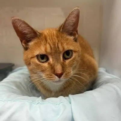 A senior medium-sized female Orange / Red Domestic Short Hair cat named Gutherie for adoption in Defiance, OH