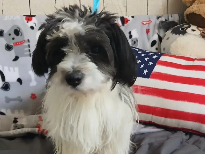 An adult small-sized male Shih Tzu dog named Wally for adoption in Fort Worth, TX