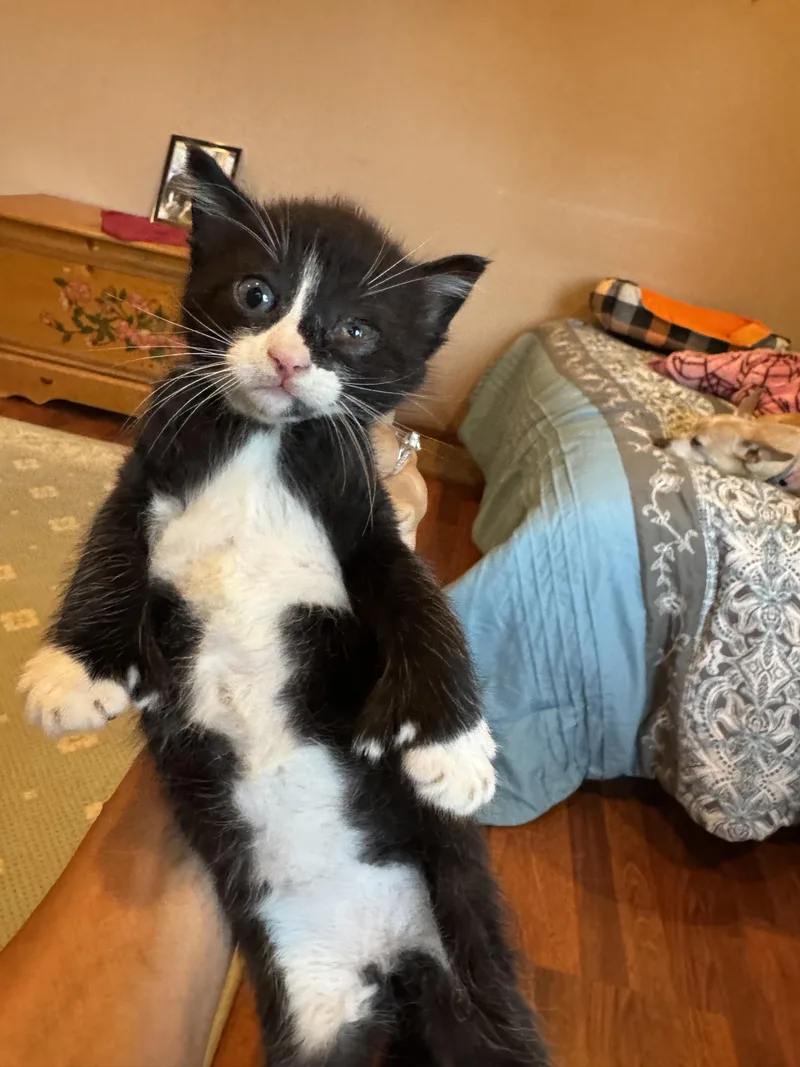 A baby medium-sized male Black & White / Tuxedo Domestic Short Hair cat named Mitts for adoption in Brick, NJ