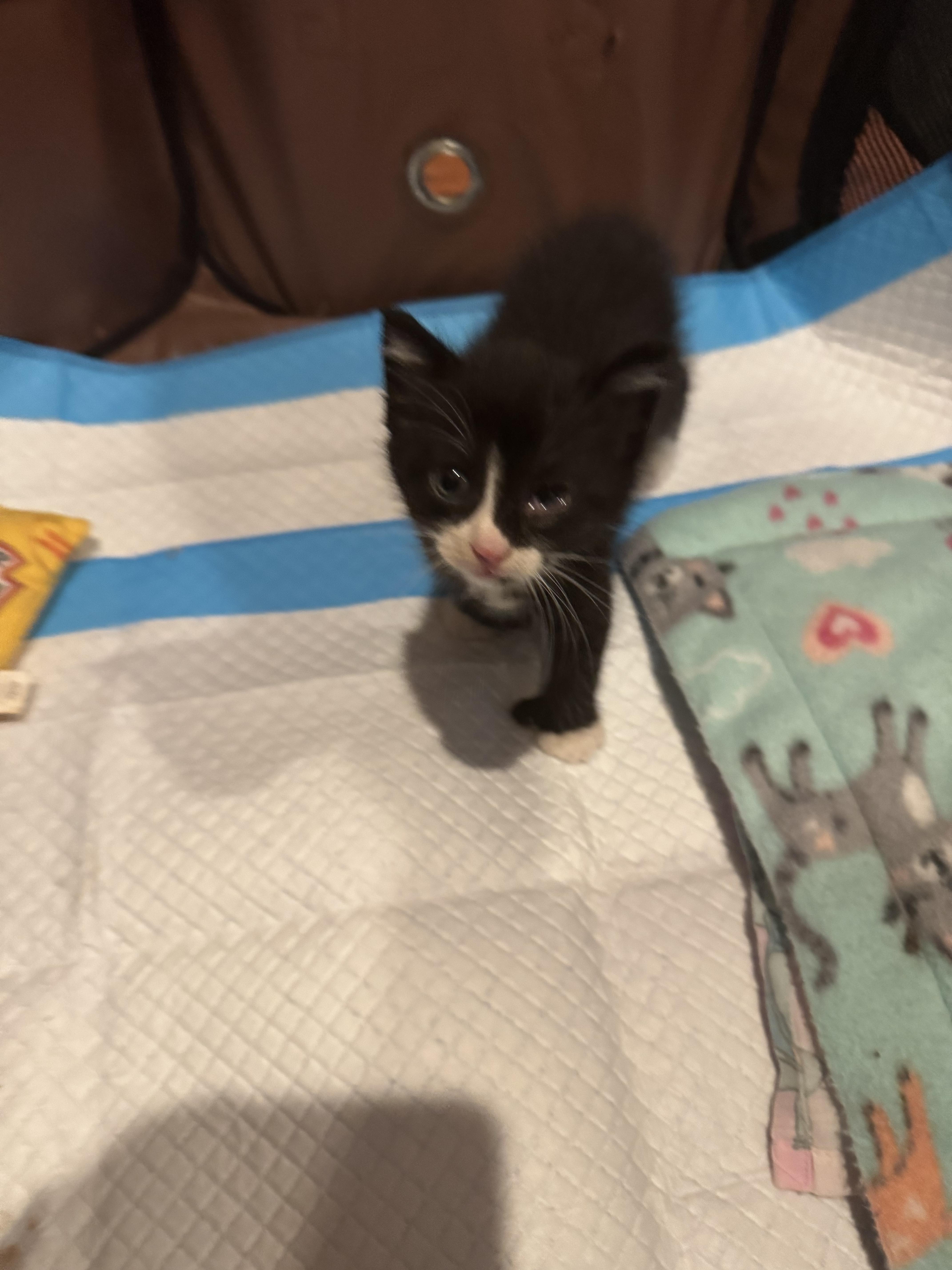 Mitts thumbnail 3