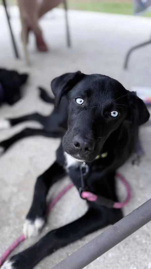 A young medium-sized female Labrador Retriever dog named Fancie for adoption in Saint Petersburg, FL