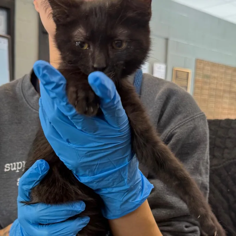 A baby small-sized male Domestic Short Hair cat named Bren for adoption in Allentown, PA