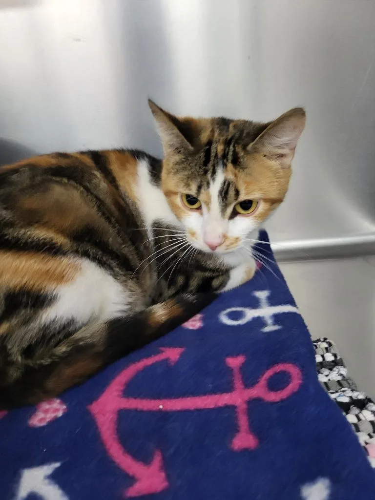 A young medium-sized female Domestic Short Hair cat named Nyx for adoption in Medford, WI