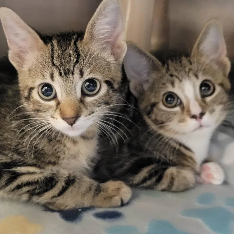 A baby small-sized female Brown / Chocolate Domestic Short Hair cat named Brittney for adoption in Milan, IL