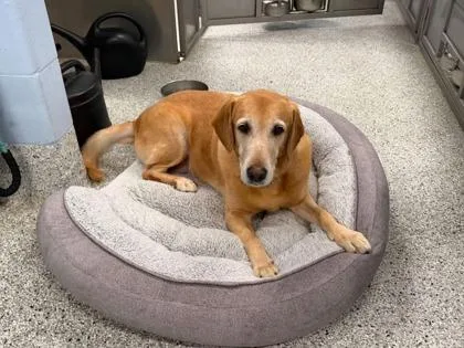 A senior large-sized female Labrador Retriever dog named Millie for adoption in Tinley Park, IL