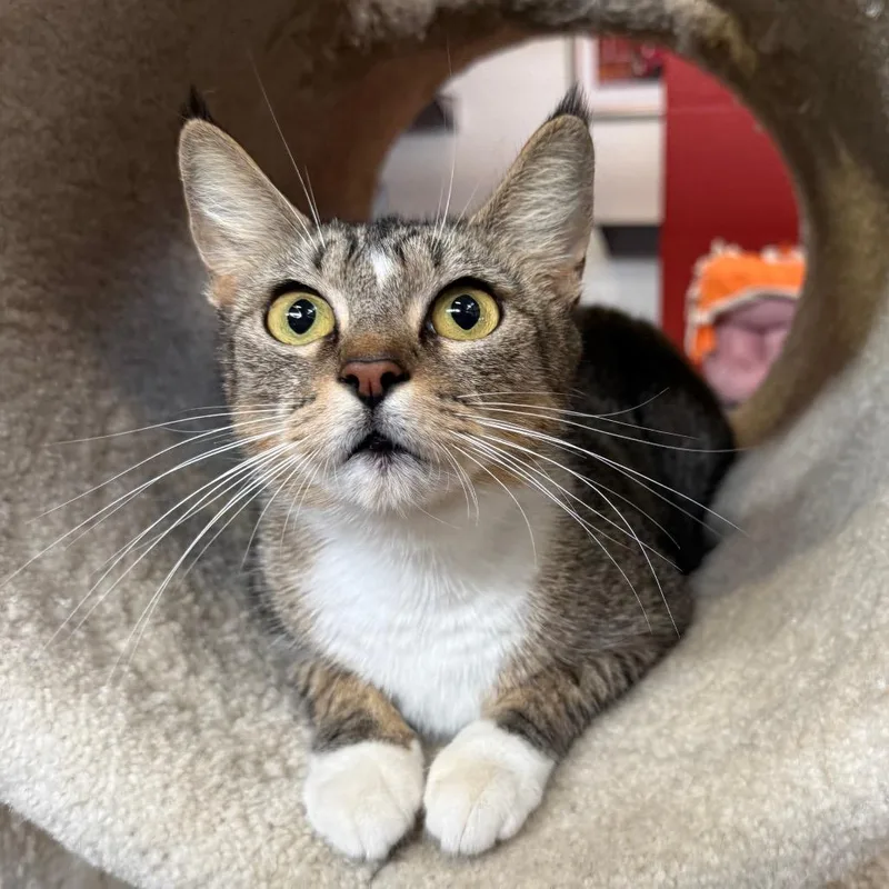 A young medium-sized female Brown / Chocolate Domestic Short Hair cat named Matcha for adoption in Sarasota, FL