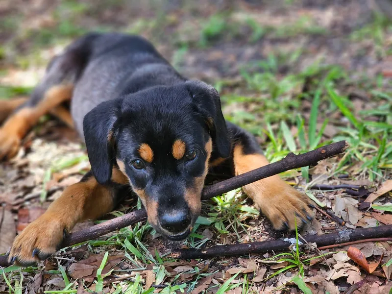 A baby medium-sized female Labrador Retriever dog named Georgie for adoption in Saint Petersburg, FL