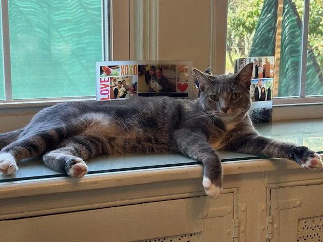 An adult medium-sized male Gray & White Domestic Short Hair cat named Marnat for adoption in Lutherville, MD