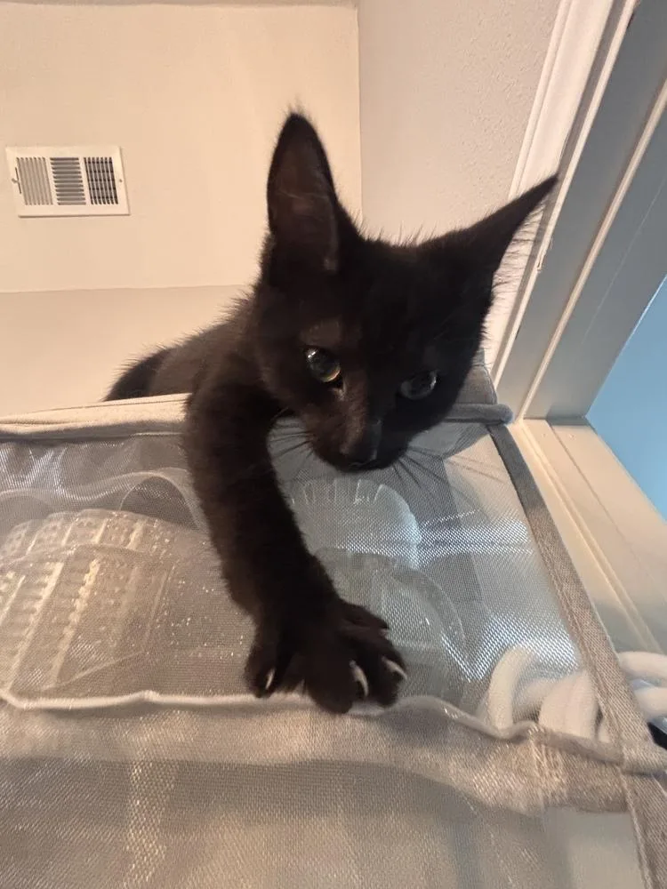 A baby small-sized male Black Domestic Short Hair cat named Secret Agent Man for adoption in Dallas, TX