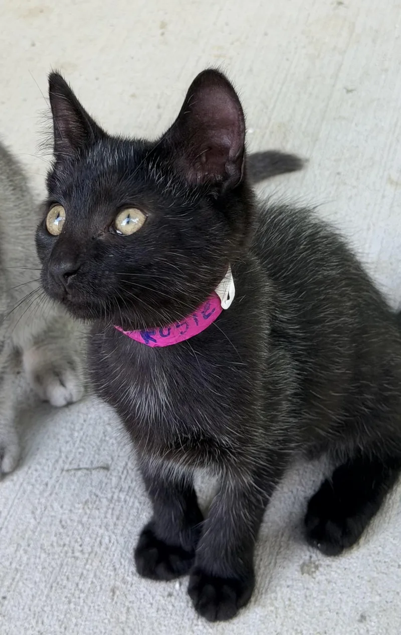 A baby small-sized female Black Domestic Short Hair cat named Rosie for adoption in Pittsburgh, PA